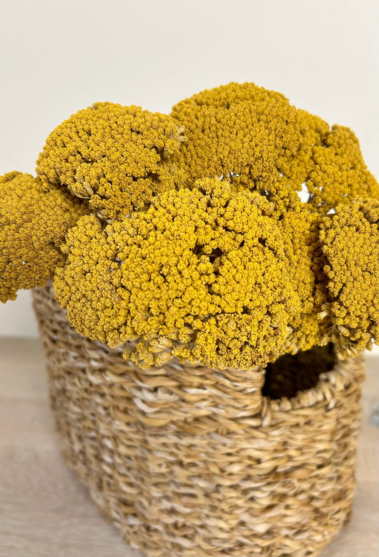 Achillea - Stable Home Garden