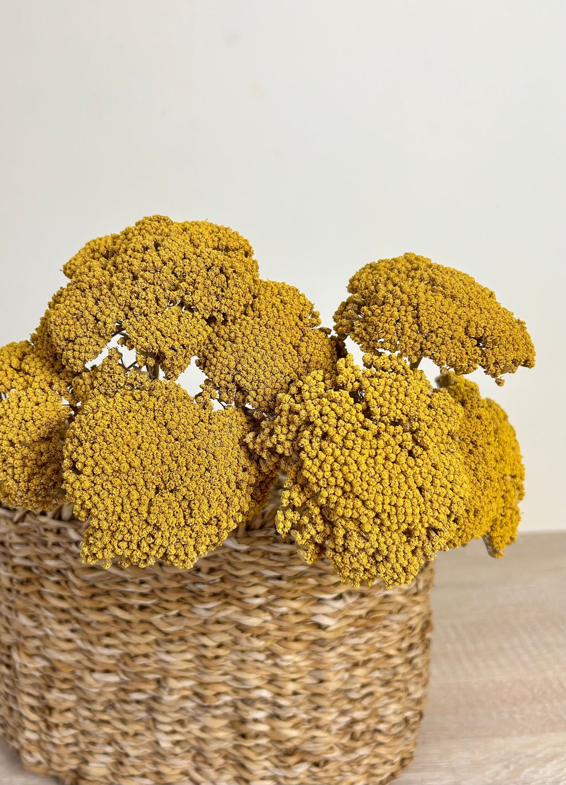 Achillea - Stable Home Garden