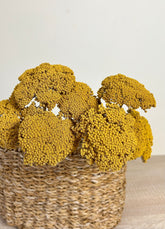 Achillea - Stable Home Garden