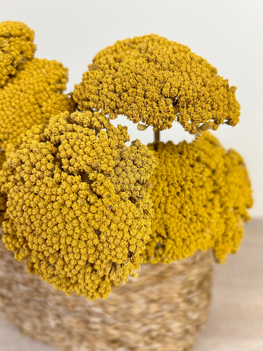 Achillea - Stable Home Garden