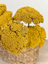 Achillea - Stable Home Garden