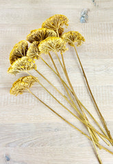 Achillea - Stable Home Garden