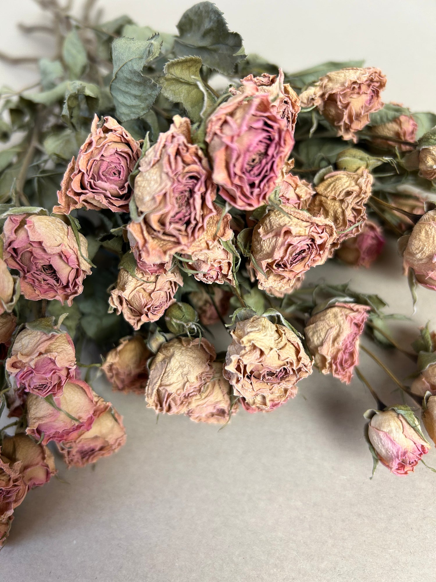 Spray Roses - Stable Home Garden