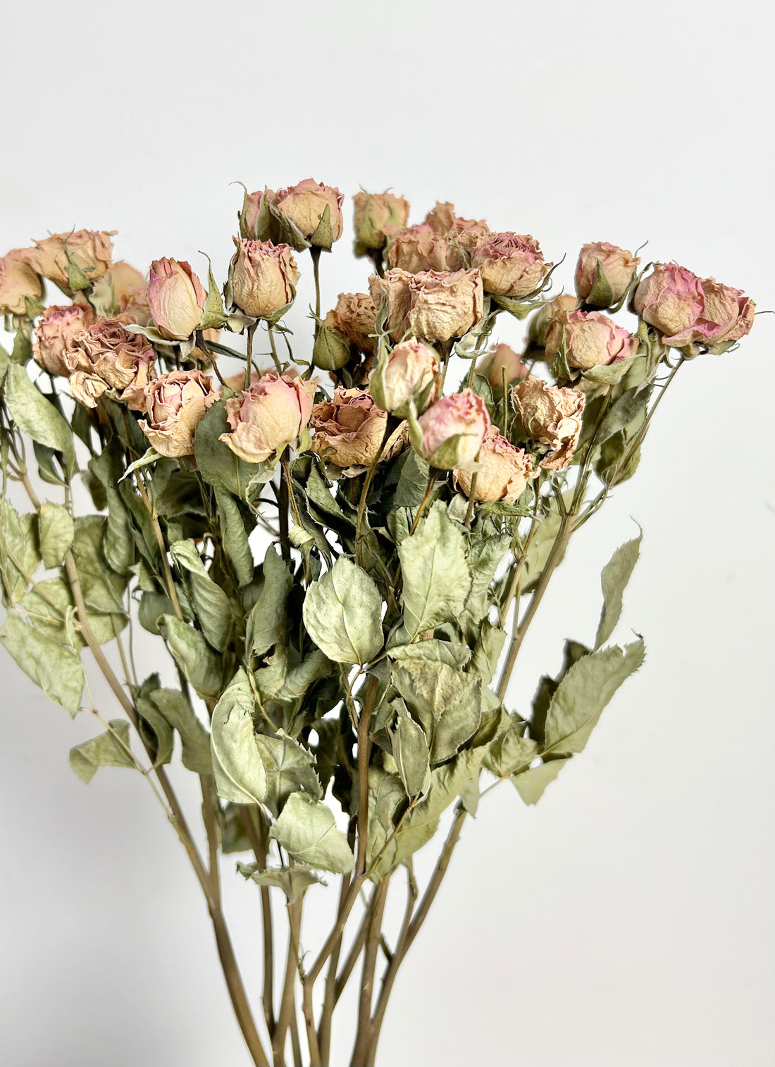 Spray Roses - Stable Home Garden