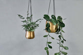 Atsu Brass Hanging Planter - Stable Home Garden
